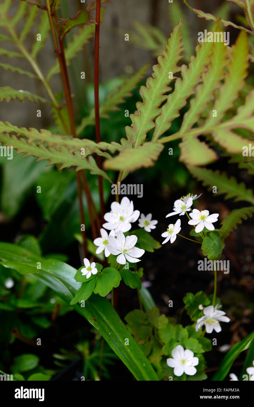 Anemonella thalictroides helecho delicado follaje, flores blancas de primavera surgen de crecimiento efímero Floral RM Foto de stock