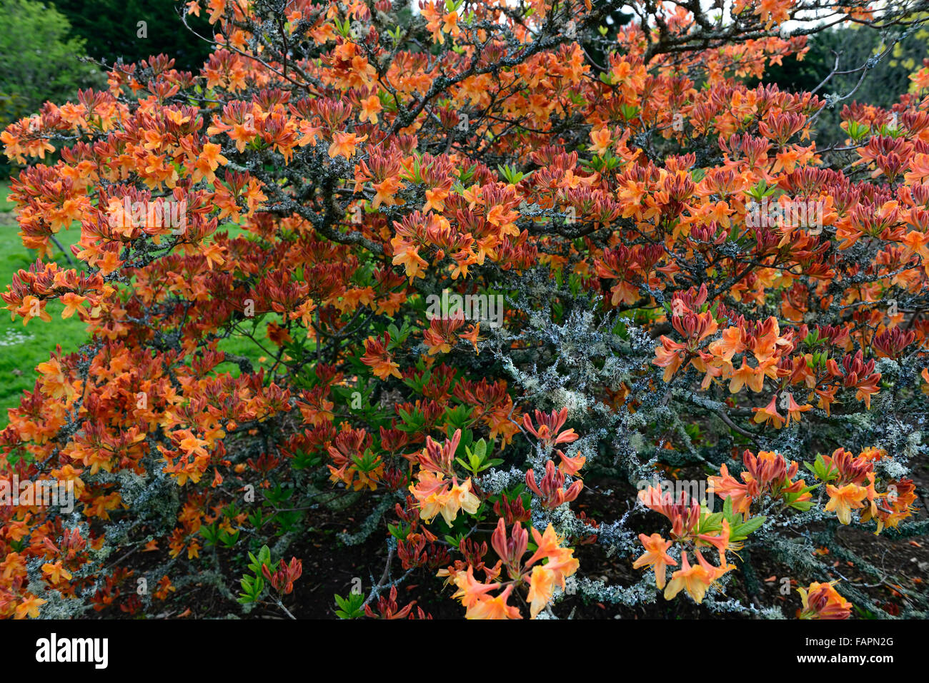 Azalea mollis Christopher Wren mostrar la floración de la flor de naranja flores  de primavera arbustos en flor Parque Kennedy wexford Floral RM Fotografía de  stock - Alamy