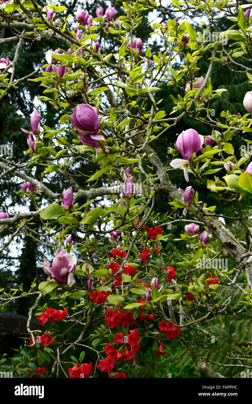 Magnolia púrpura rojo rhododendron flores flores florecimiento primaveral  jardín arbustos arbustos árboles árbol Floral RM Fotografía de stock - Alamy