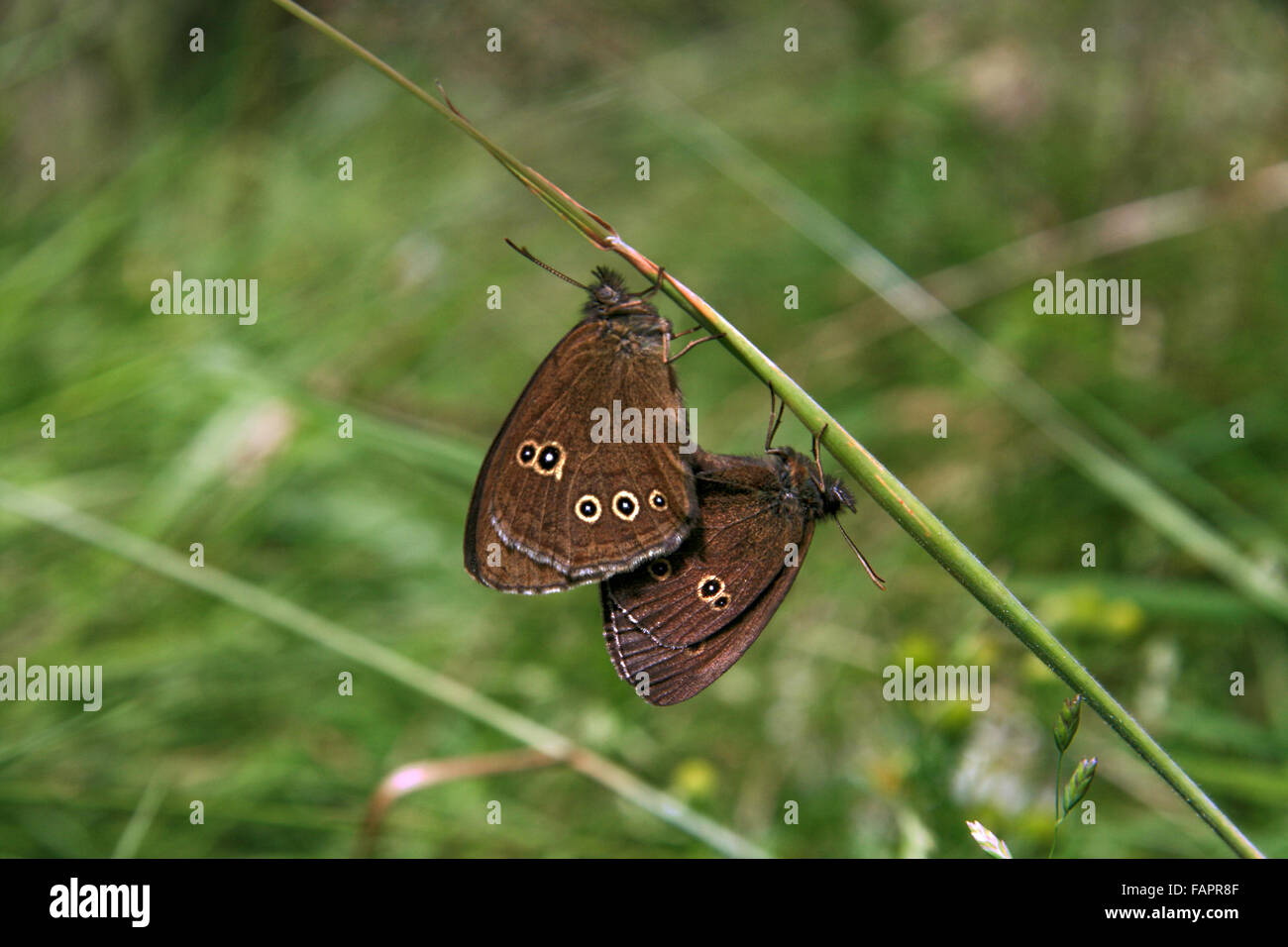 Par de apareamiento de mariposas Ringlet Aphantopus hyperantus en la campiña inglesa en Delamere forest Cheshire, Inglaterra Foto de stock