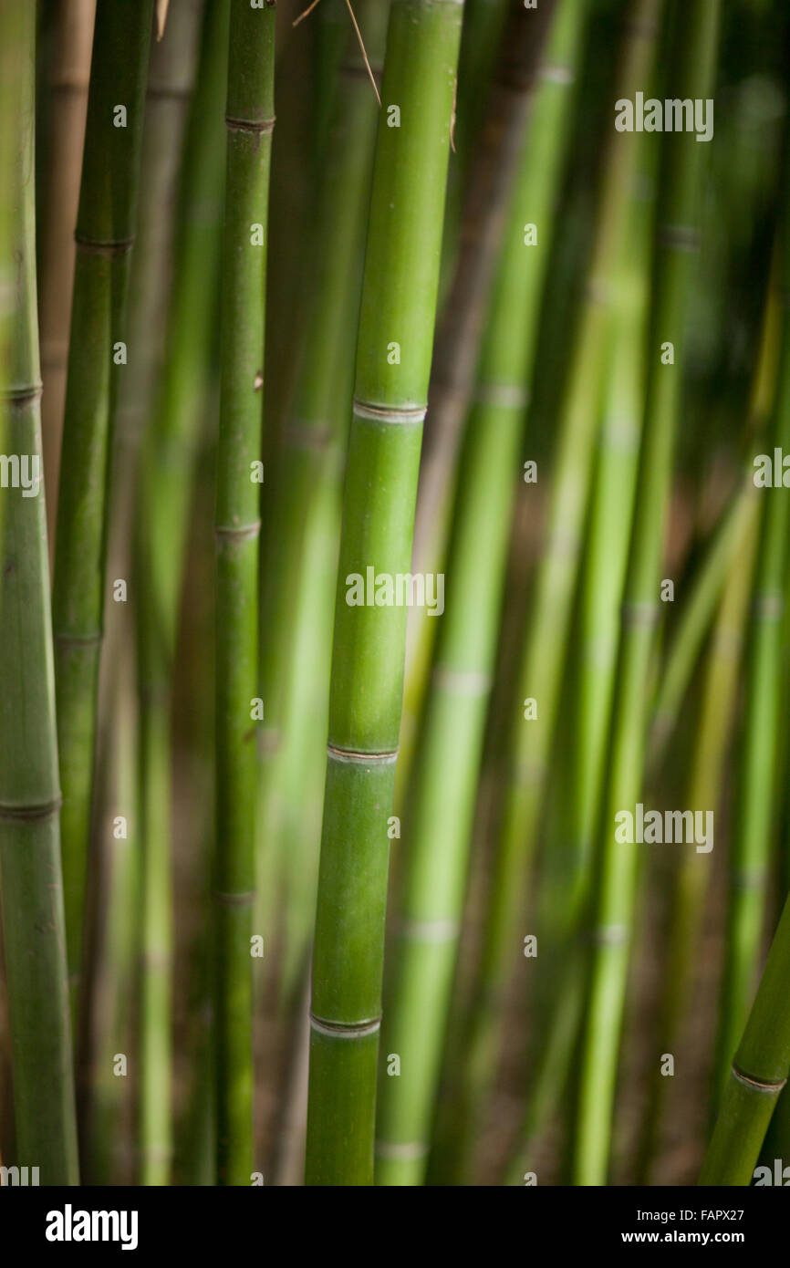 Fondo de bambú verde. Clima tropical Foto de stock