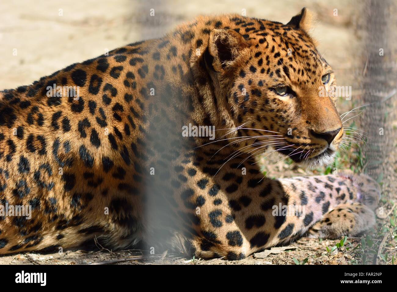 El leopardo (Panthera pardus) en cautiverio tumbado en el suelo de la jaula. Un cautivo big cat con una hermosa túnica detrás de las rejas Foto de stock