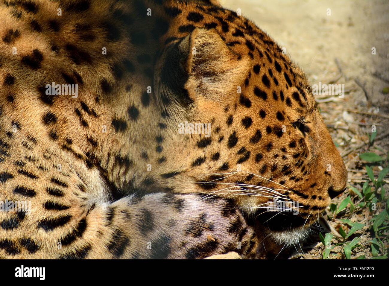 El leopardo (Panthera pardus) en cautiverio tumbado en el suelo de la jaula. Un cautivo big cat con una hermosa túnica detrás de las rejas Foto de stock