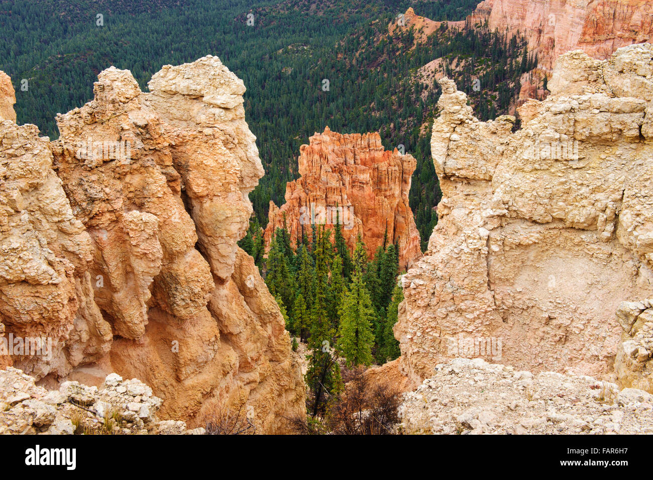 Formaciones rocosas y evergreens, Bryce Canyon, Utah, EE.UU.. Foto de stock