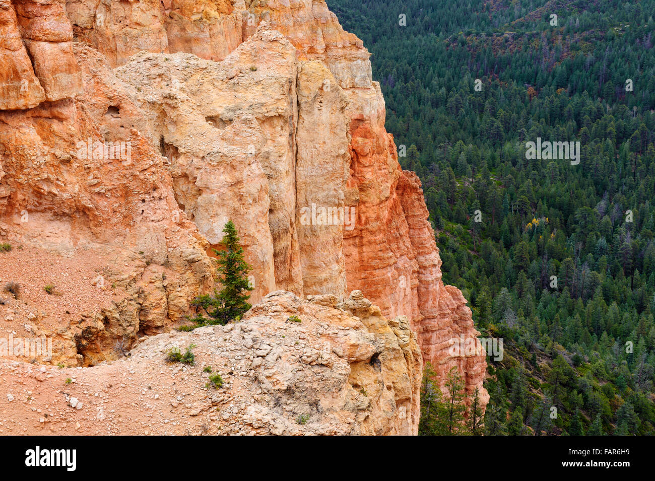 Formaciones rocosas y evergreens, Bryce Canyon, Utah, EE.UU.. Foto de stock