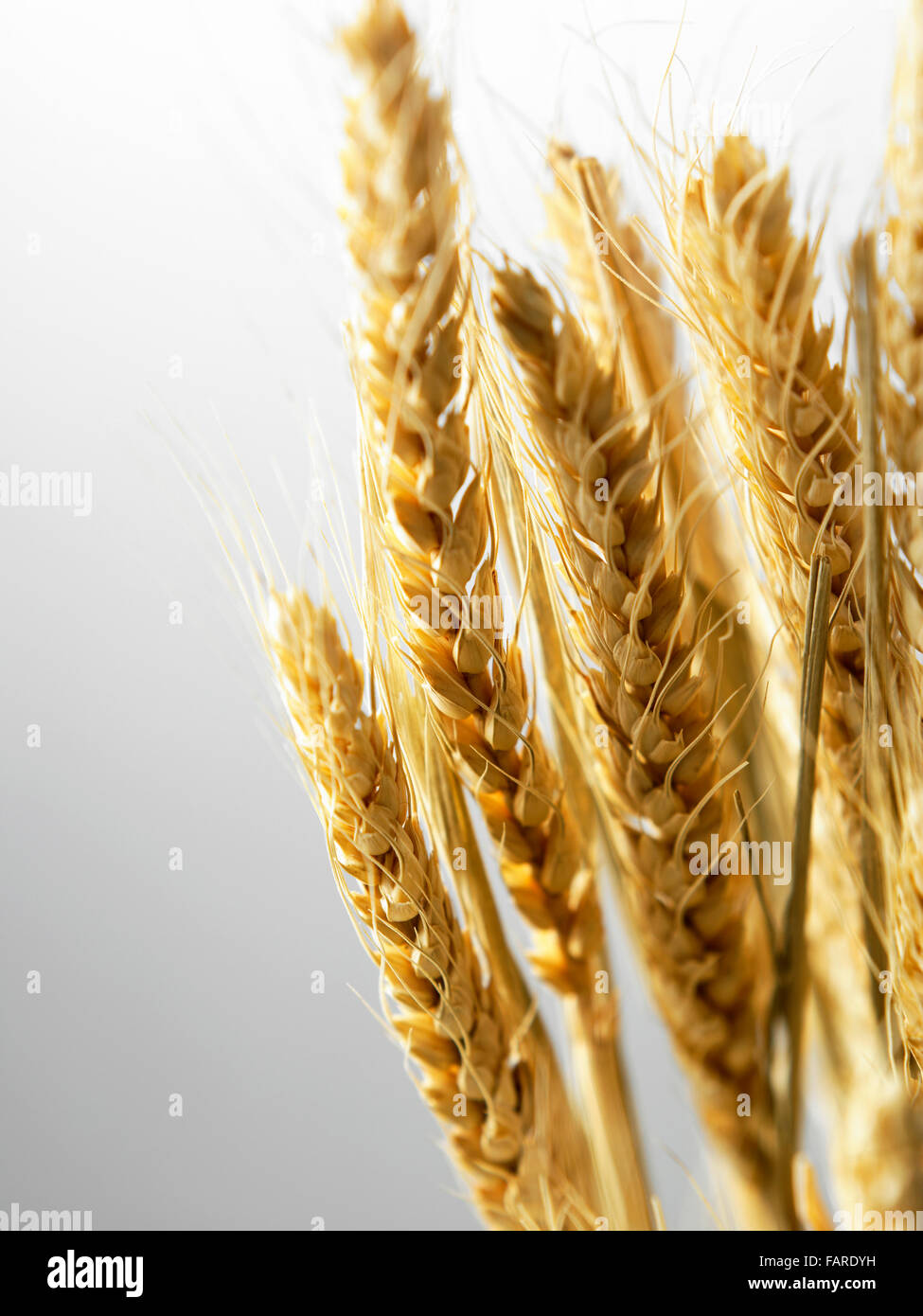 Tallos de trigo sobre fondo liso. Foto de stock