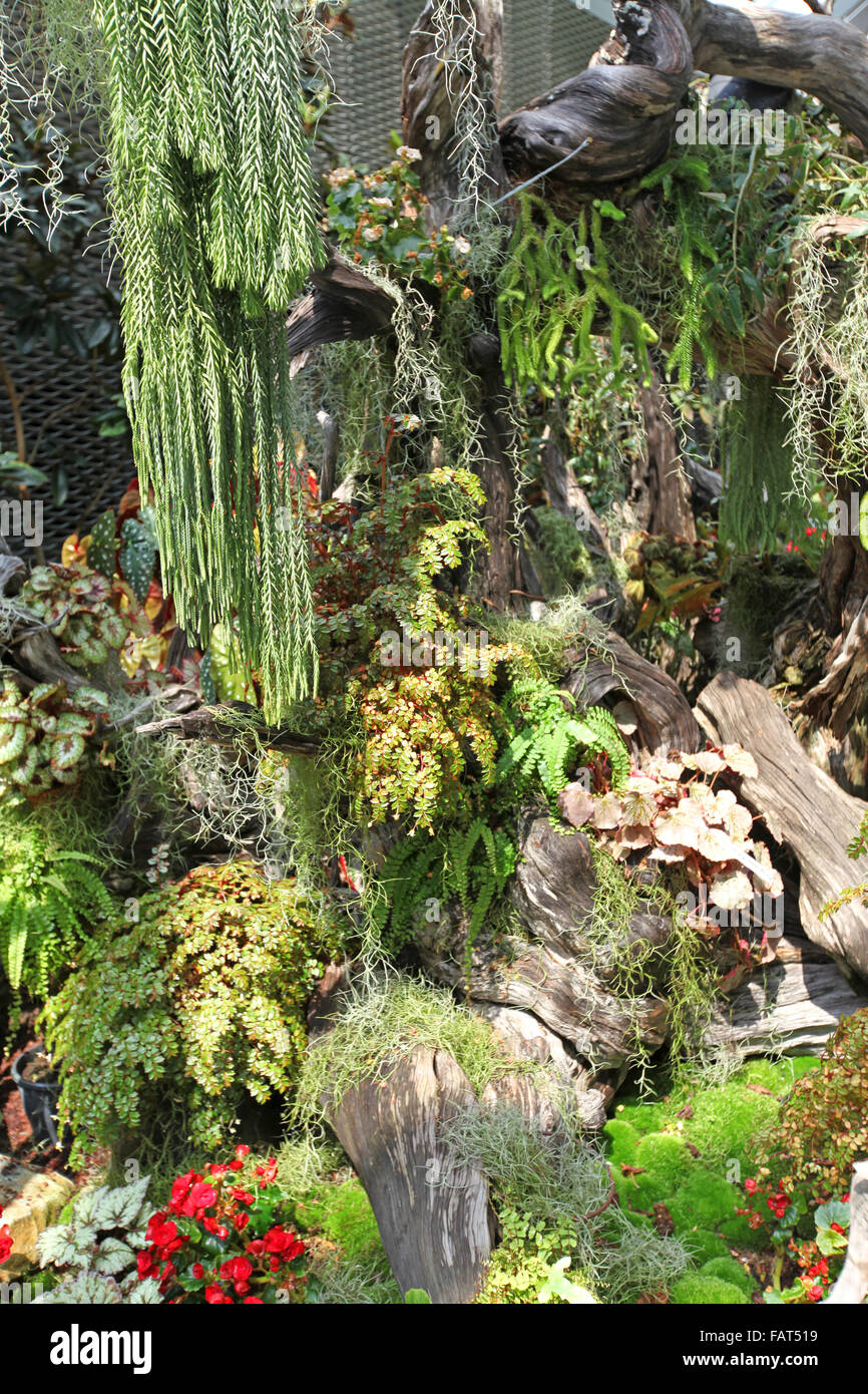 Una pantalla de helechos y plantas en cascada en una luz de tonos Foto de stock
