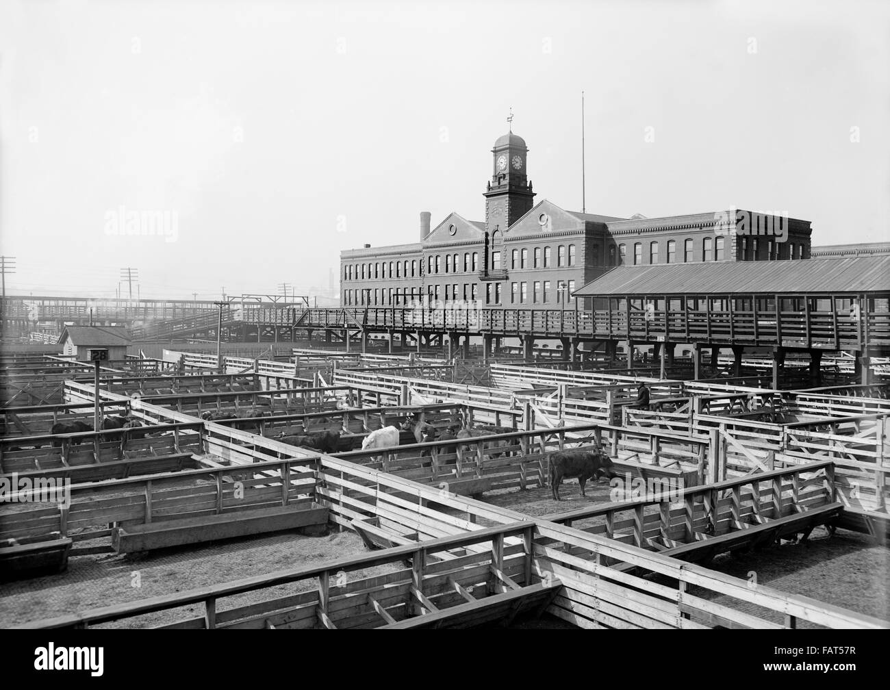 Intercambio de ganado, Kansas City, Missouri, EE.UU., circa 1906 Foto de stock