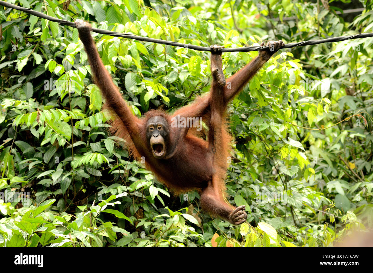 Orangután en el centro de rehabilitación de orangutanes Sepilok Foto de stock