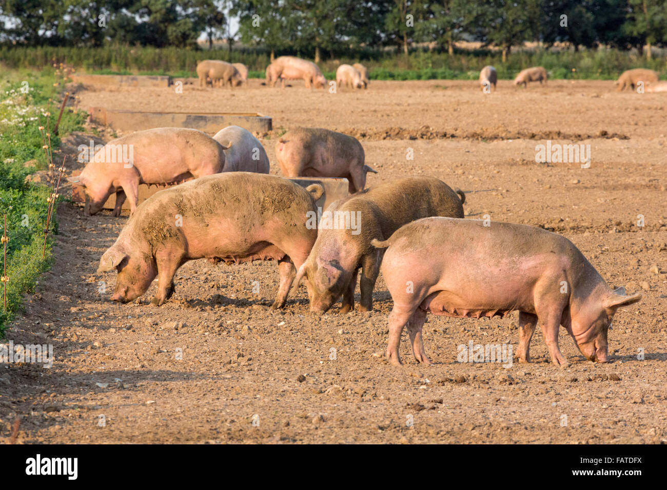 Free Range siembre cerdos en el campo Foto de stock