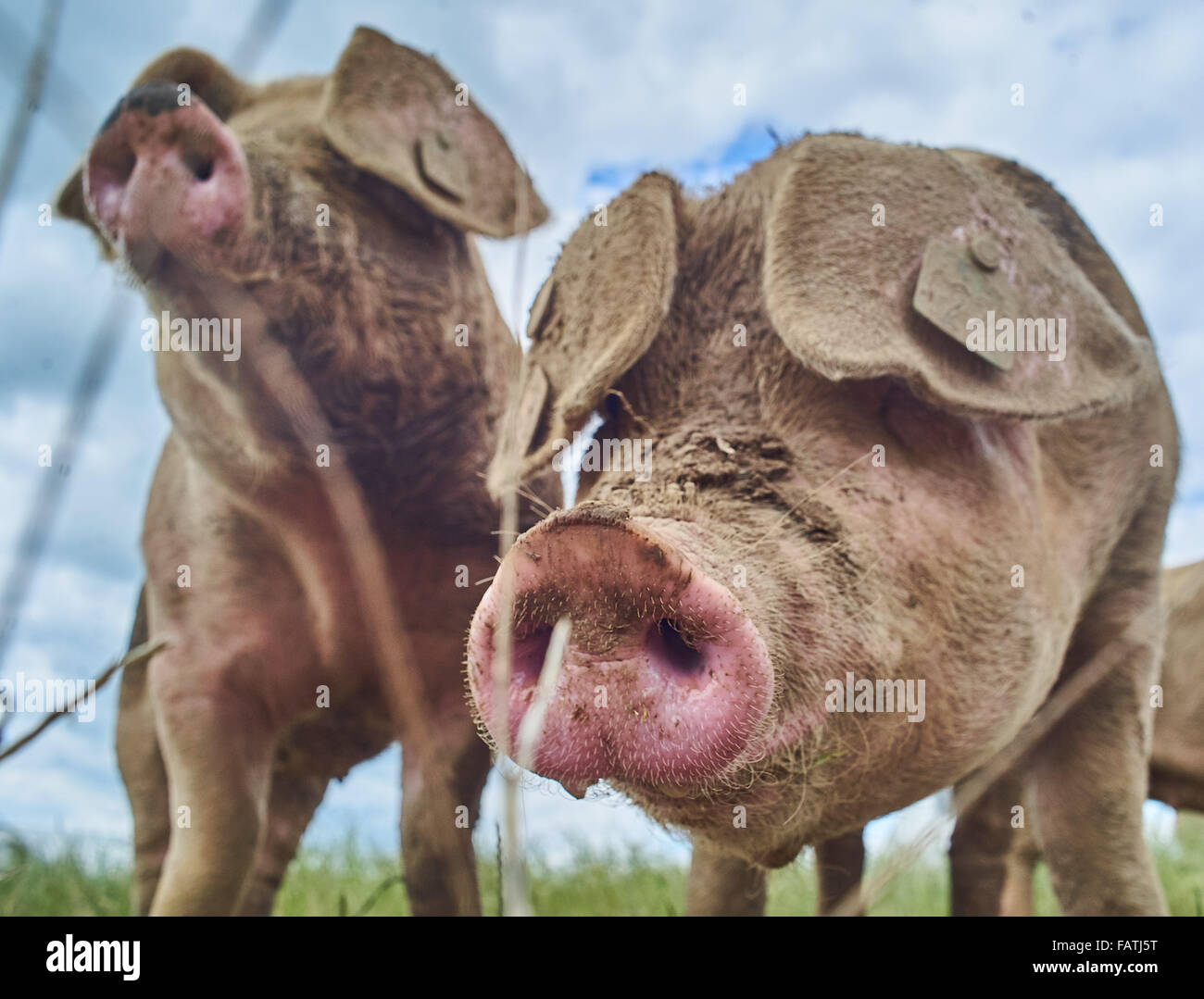 Cabeza disparado cerca del intervalo libre de cerdos en un campo de hierba Foto de stock