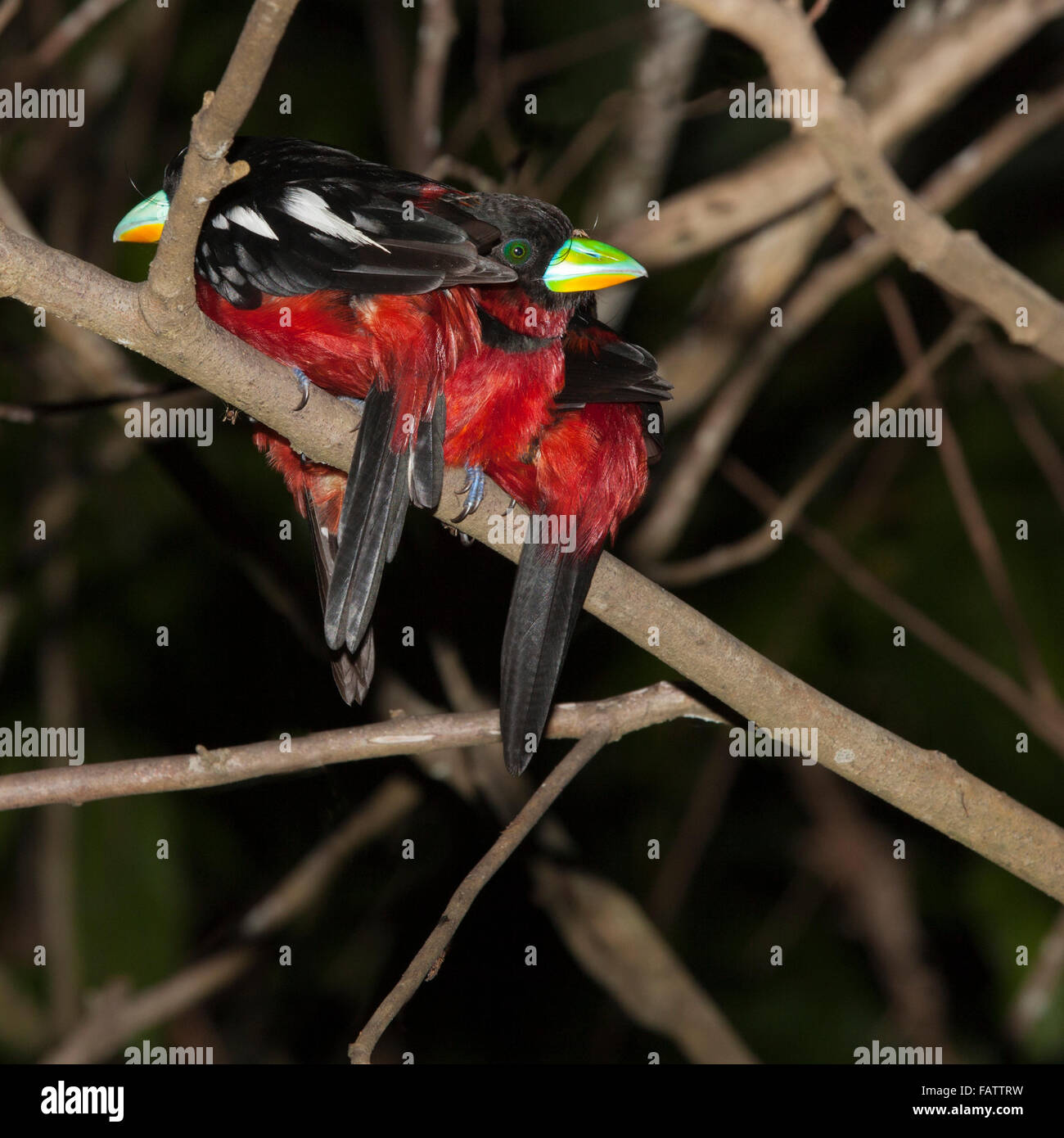 Negro y rojo (broadbills Cymbirhynchus macrorhynchos) posados en las tierras bajas de bosque ribereño de noche Foto de stock