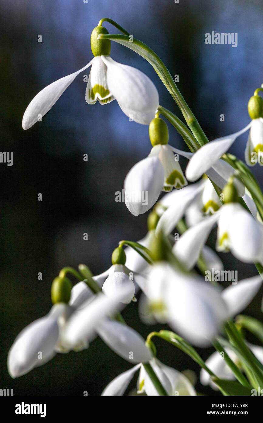 Galanthus nivalis, la belleza de la temporada de primavera de Snowdrop Foto de stock