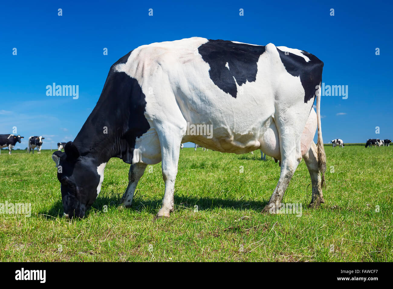 Blanco Y Negro Vaca Pastando En Una Pradera Fotografia De Stock Alamy