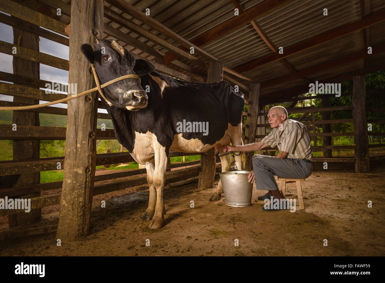 Anciano, tomando la leche de vaca en el corral. Foto de stock