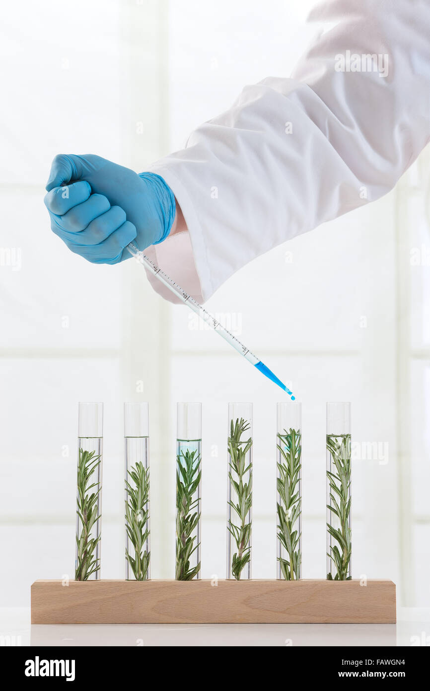Experimento de clonación de plantas de laboratorio Foto de stock