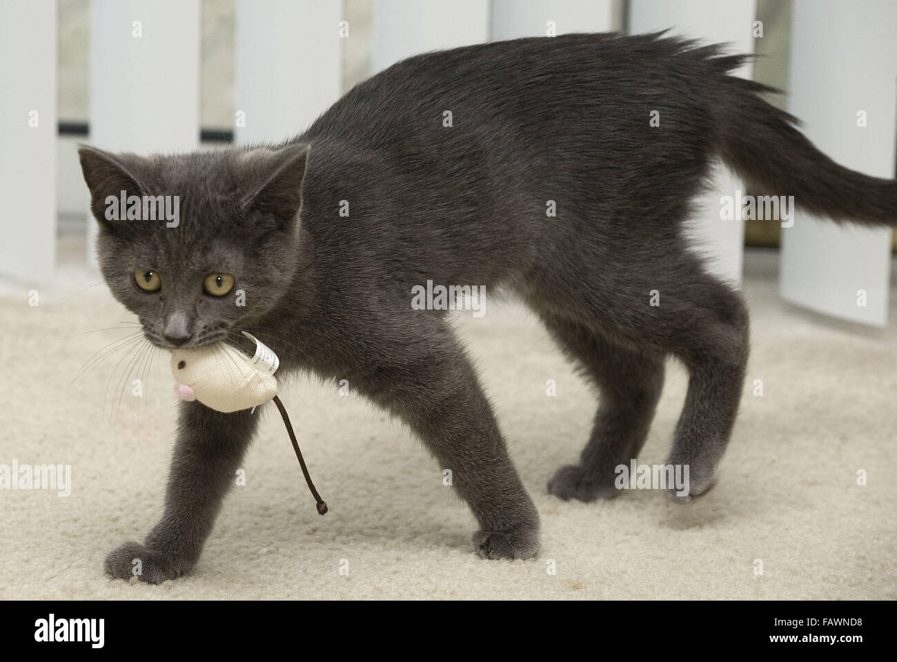 Whitmore Lake, MI, EE.UU. 11 Mar, 2015. Un Domestic Shorthair gatito jugando con un ratón de juguete. © Mark Bialek/Zuma alambre/Alamy Live News Foto de stock