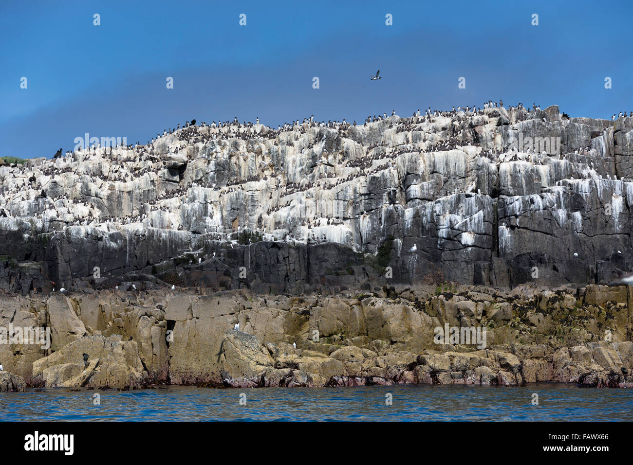 Colonia de aves marinas; Inner Farne UK Foto de stock