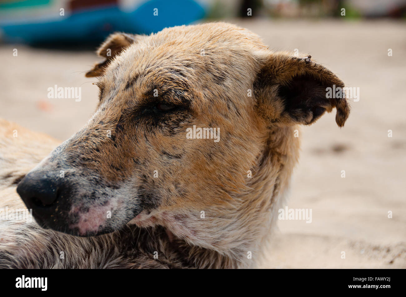 Playa Gris Naranja viejo retrato de perro Foto de stock