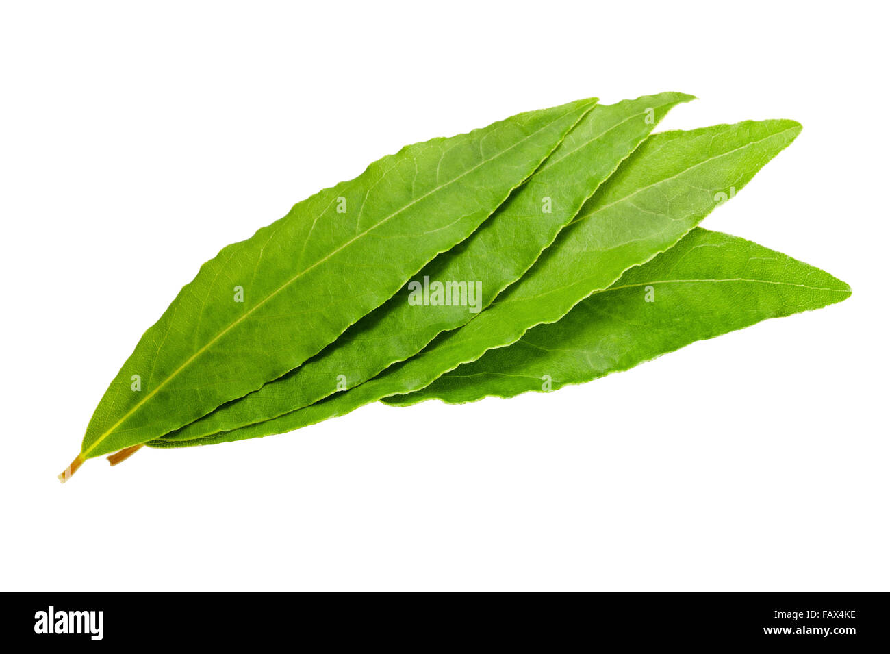 Las hojas de laurel sobre fondo blanco Fotografía de stock Alamy