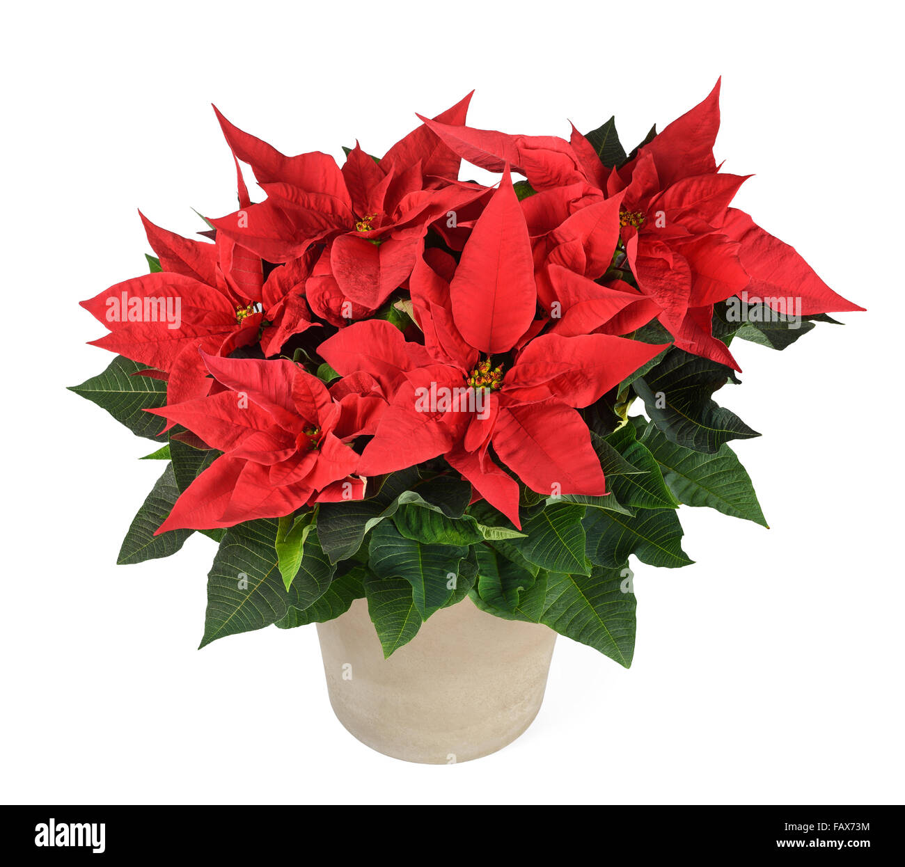 Planta poinsettia roja en un jarrón aislado en blanco Foto de stock