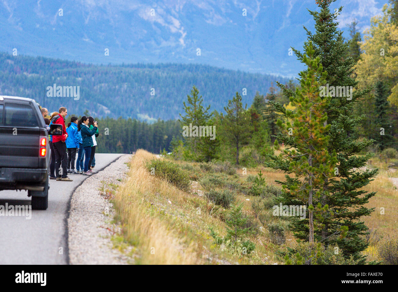 Los turistas en la calle observar wapitis, Parque Nacional Jasper, Alberta, Canadá Foto de stock