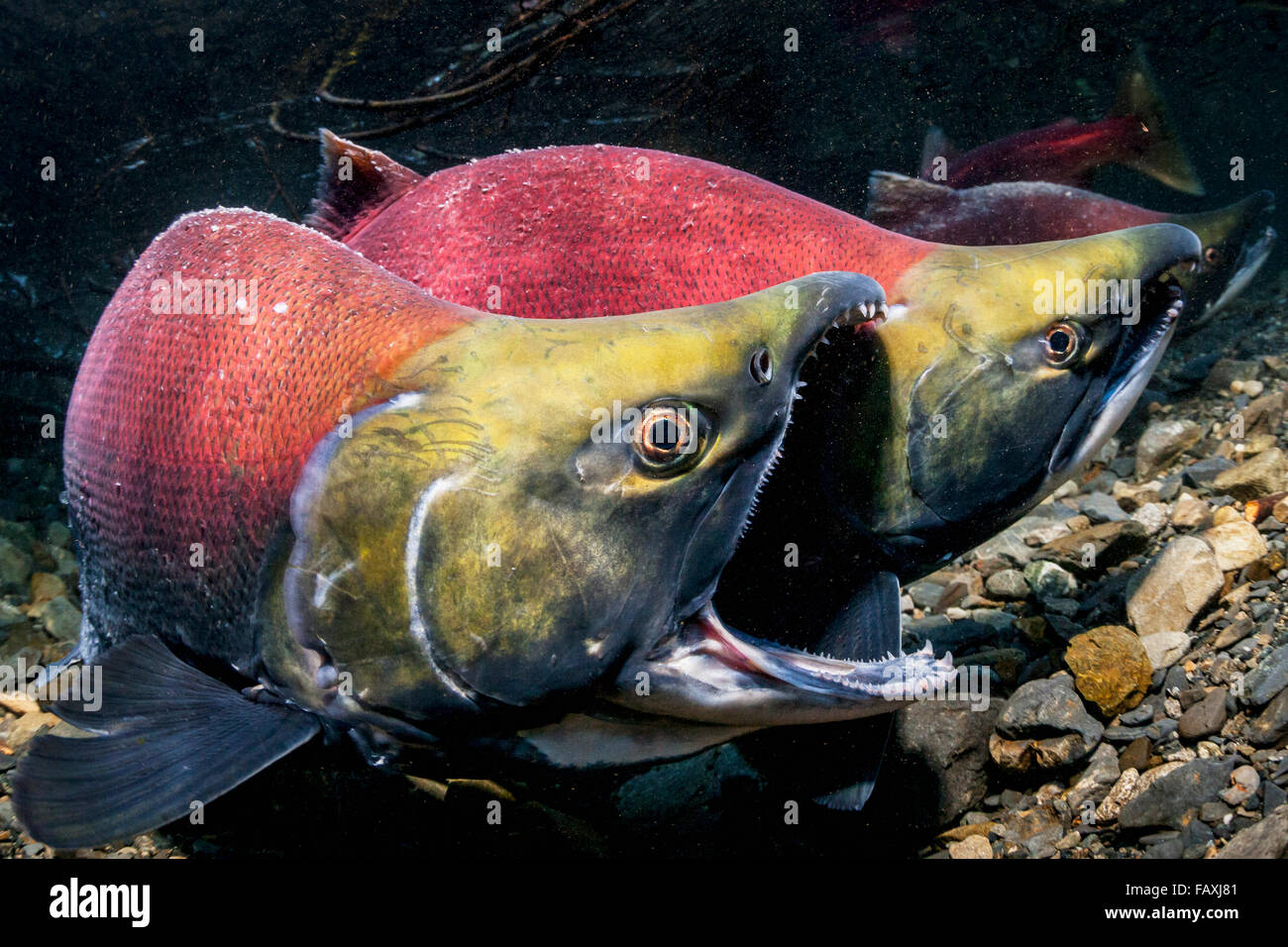 Un varón el salmón Sockeye (Oncorhynchus nerka) fends off implicada una macho con el gape amenaza en un torrente de Alaska durante el verano. Foto de stock