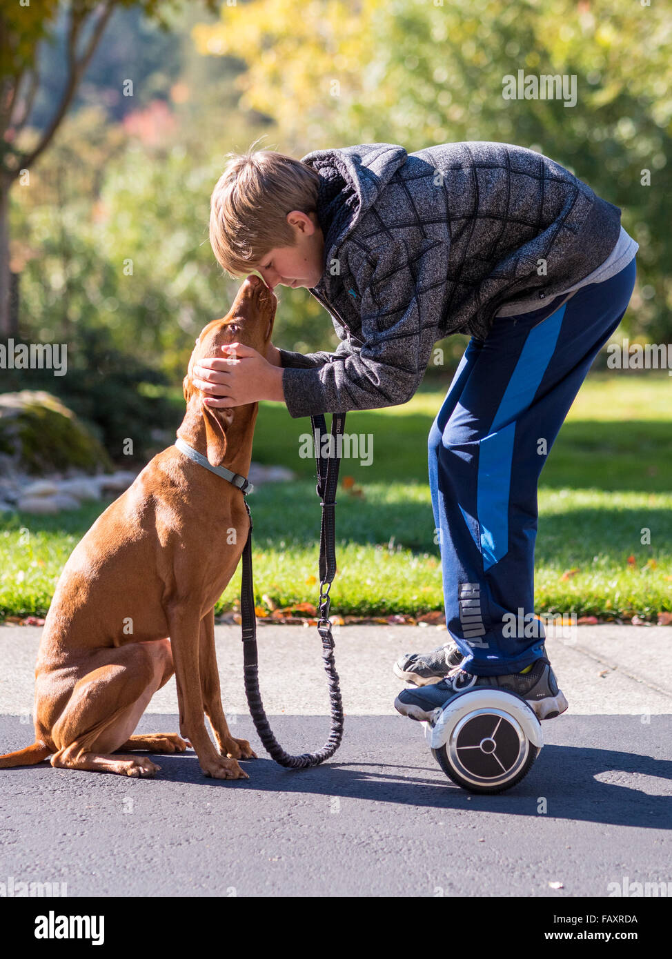 REDDING, CA, EE.UU., Noviembre 24, 2015: Adolescente camina perro mediante auto-equilibrado de dos ruedas, scooters, también llamado hoverboard. Foto de stock