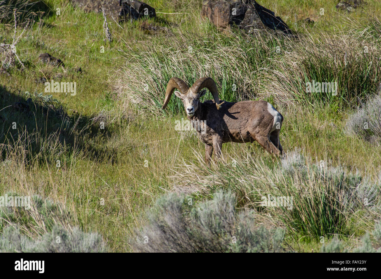 Ram, el borrego cimarrón Ovis canadensis, en el salvaje, Oregón, EE.UU. Foto de stock