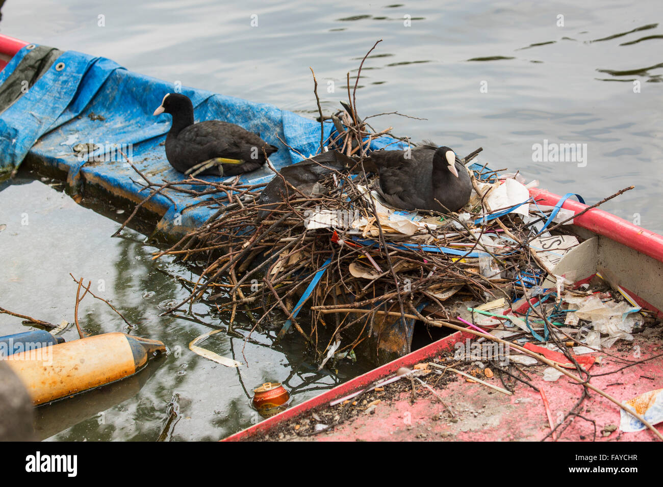 Países Bajos, Amsterdam, fochas en nido en canal en el centro de la ciudad en bote a remo hundido Foto de stock