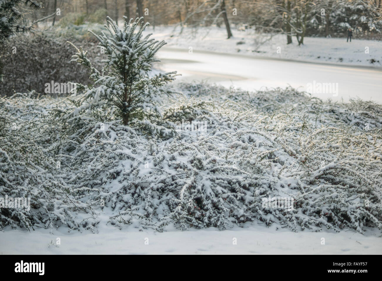 Cotoneaster arbustos cubiertos de nieve Foto de stock