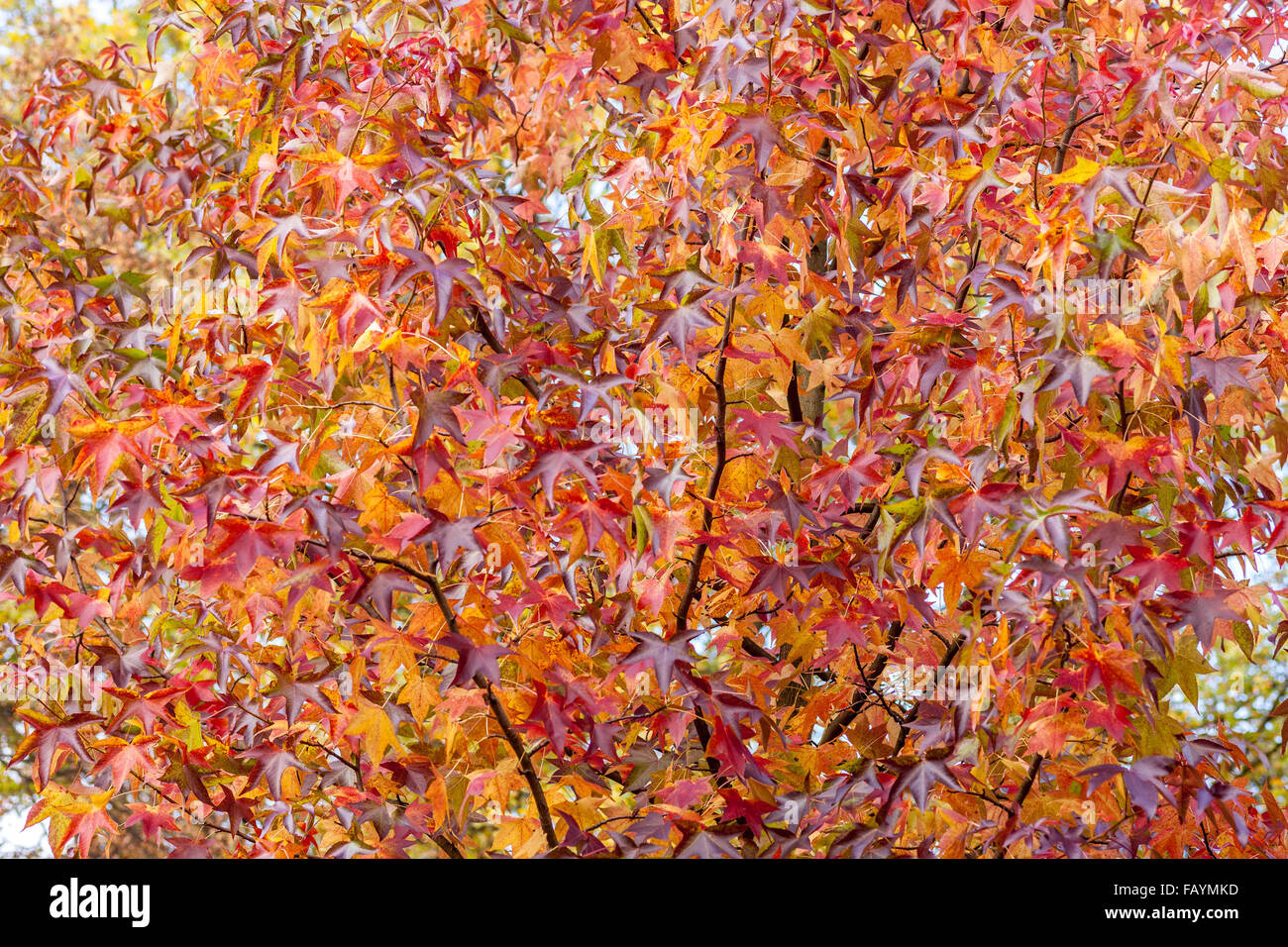 Luminoso multicolor de hojas de otoño de la dulce gum tree Liquidambar styraciflua Foto de stock