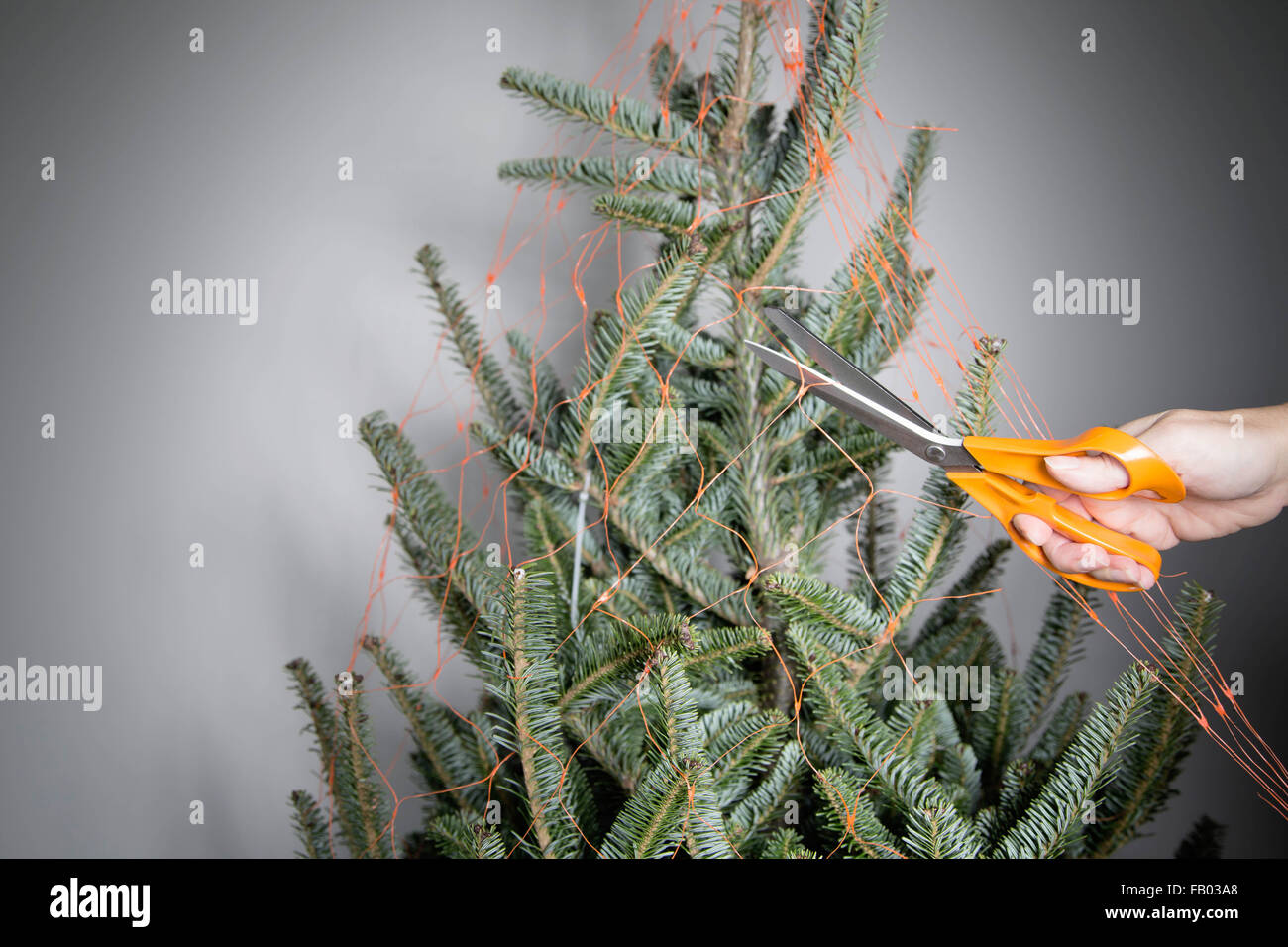 Abeto de Navidad desnudo envuelto en net, interiores Foto de stock