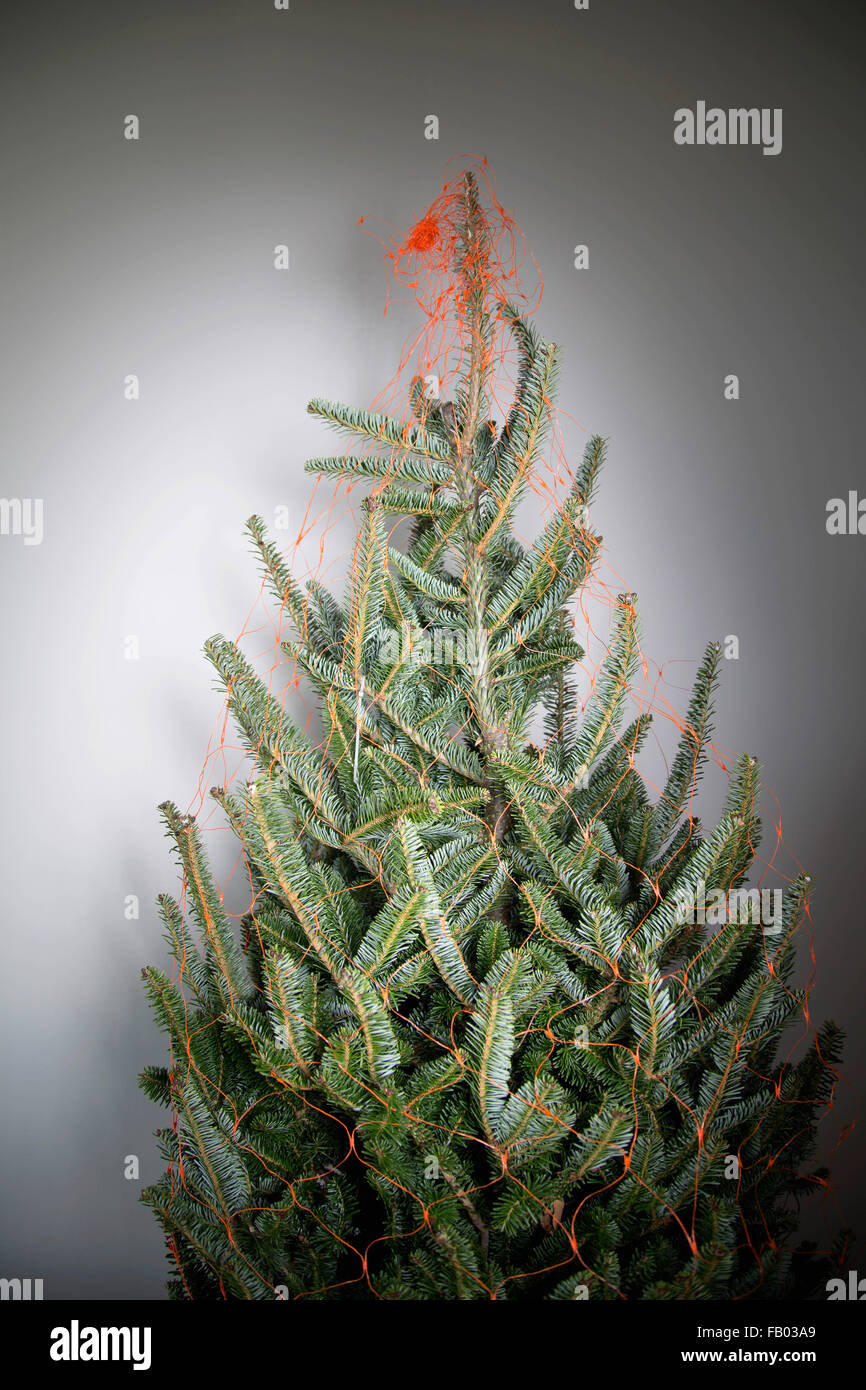 Abeto de Navidad desnudo envuelto en net, interiores Foto de stock