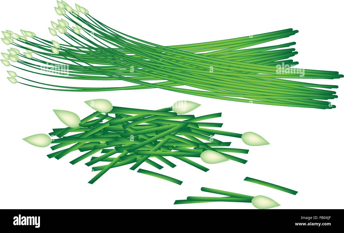Hierbas y vegetales, ilustración vectorial de Ajo Picado cebollino fresco  con ajo chino cebollino o Ku Chai aislado en blanco B Imagen Vector de  stock - Alamy