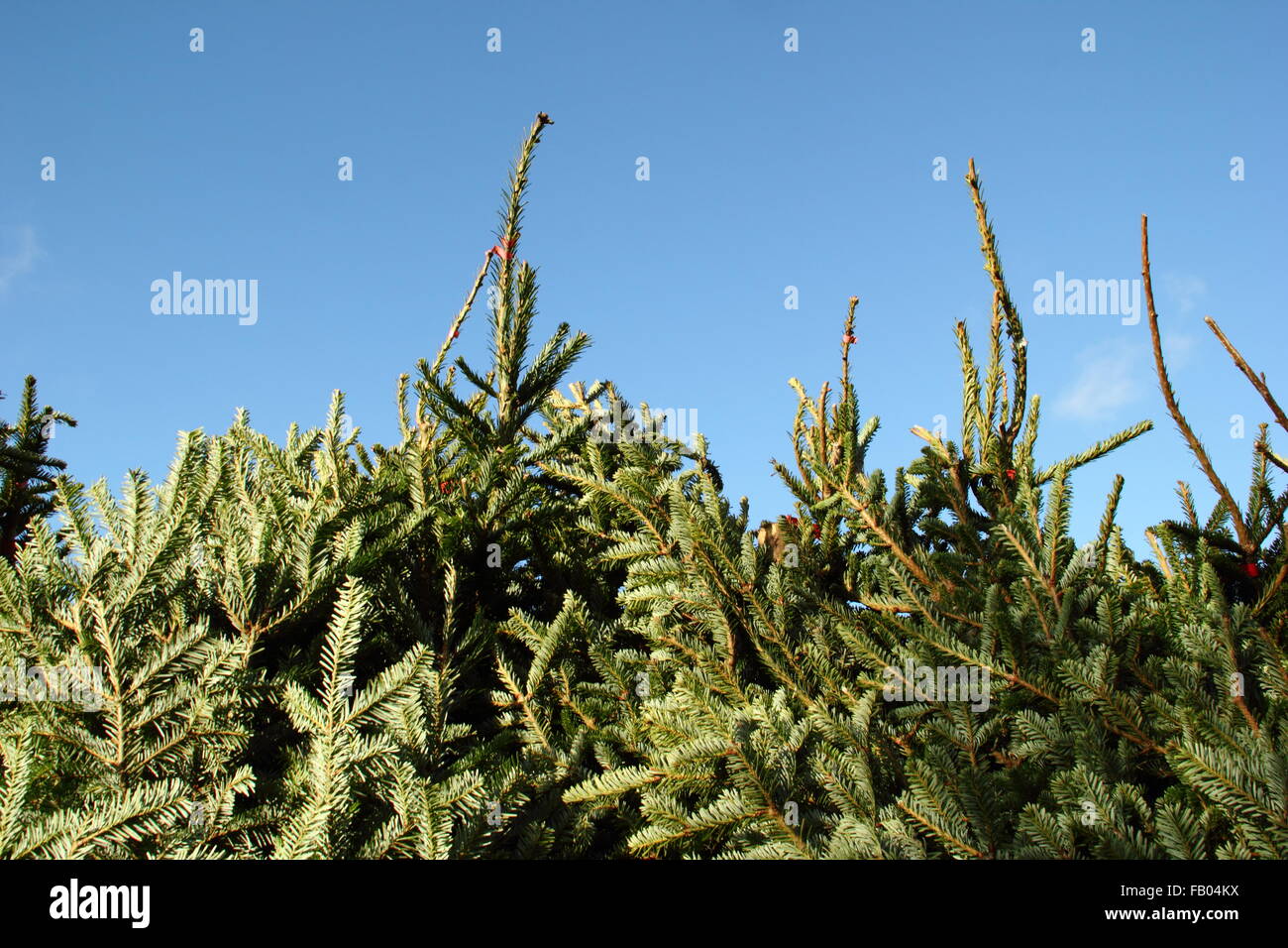 Los árboles de Navidad se alinearon para venta en la época de Navidad en el Peak District de Derbyshire, Inglaterra Foto de stock