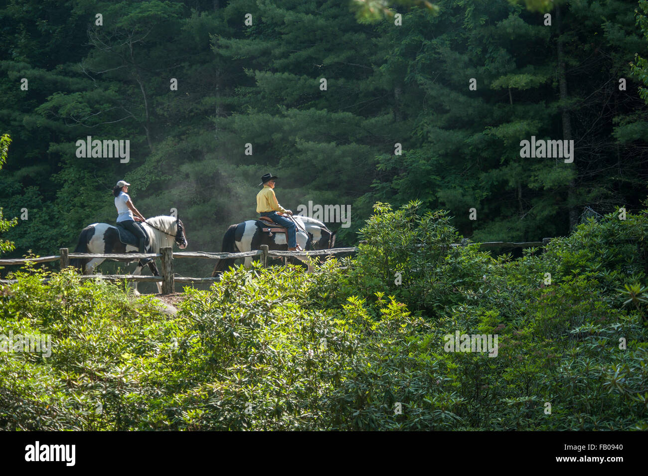 Dos jinetes a caballo en los bosques ajuste Foto de stock