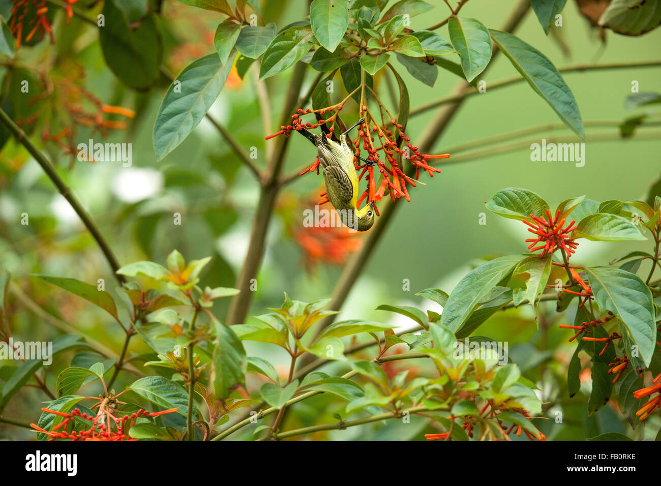 Sunbird chupar néctar Foto de stock