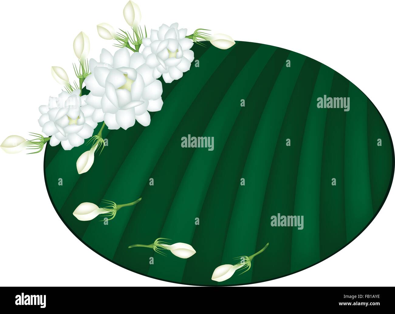Hermosas flores frescas, una ilustración Jazmín blanco flores en hoja de plátano verde aislado en un fondo blanco. Ilustración del Vector