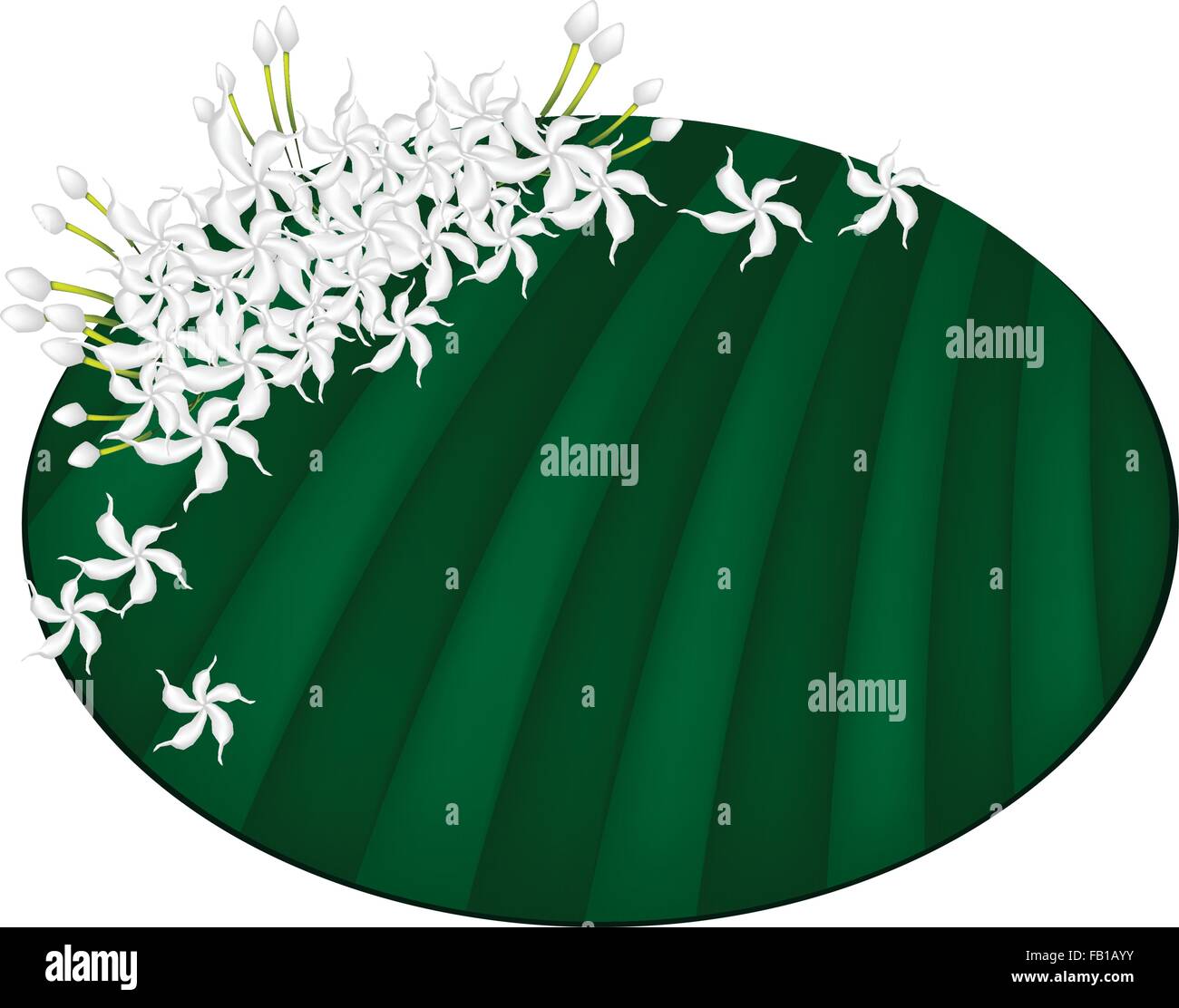 Hermosas flores frescas, una ilustración blanco común de gardenias o Cape Jazmín flores en hoja de plátano verde aislado en un blanco Ilustración del Vector