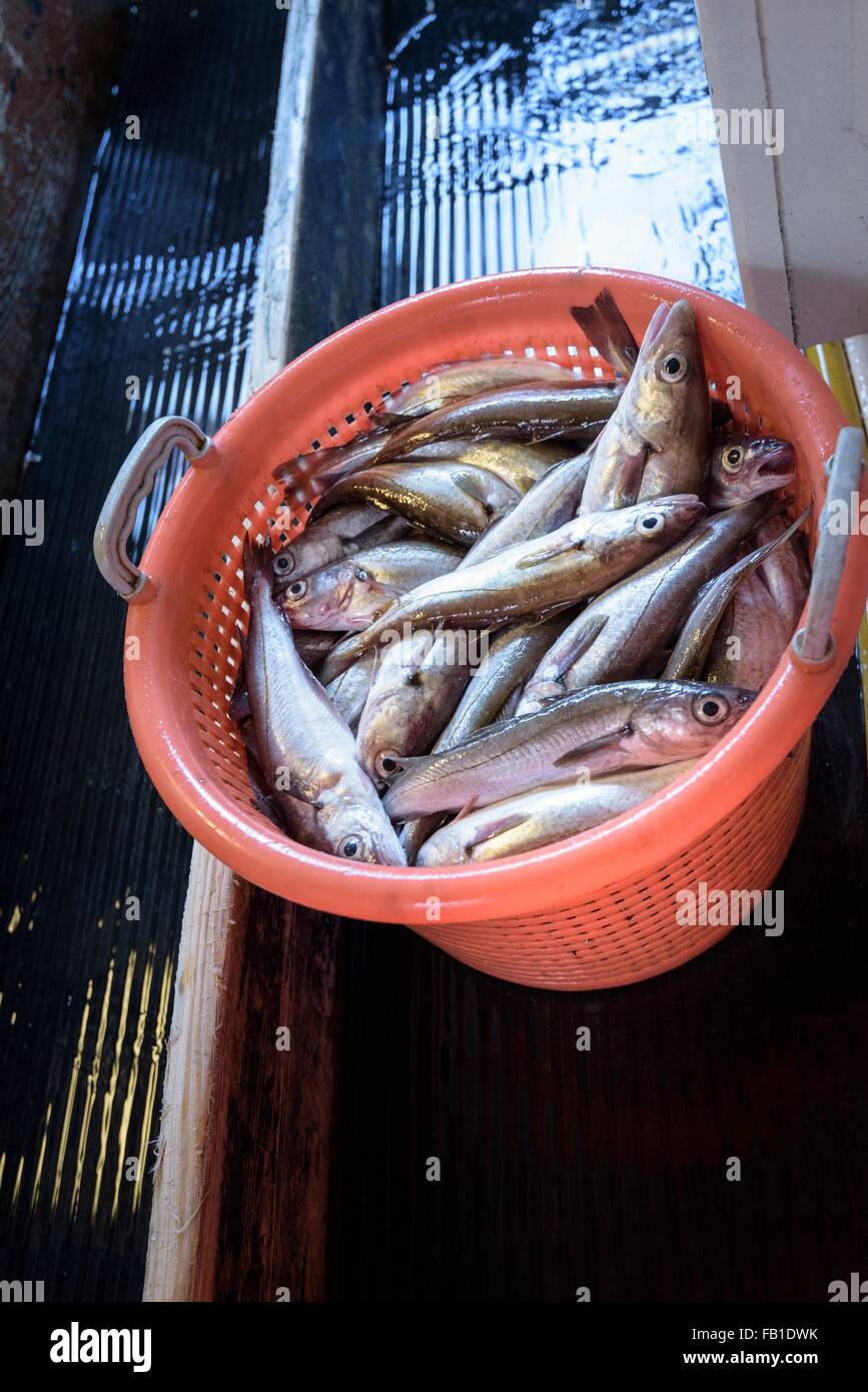 Cesta de pescado fresco en el arrastrero ordenados Foto de stock
