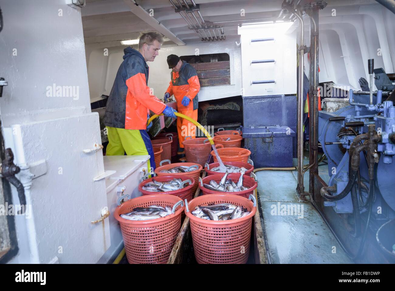 Los pescadores clasificando pescado en el arrastrero Foto de stock