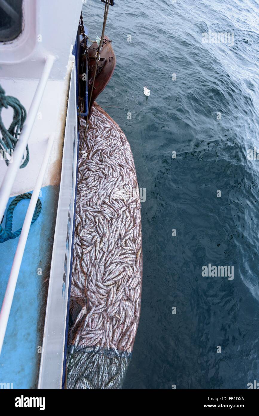 Red de arrastre lleno de peces, Merlán Merlangius merlangus, un alto ángulo de visualización Foto de stock