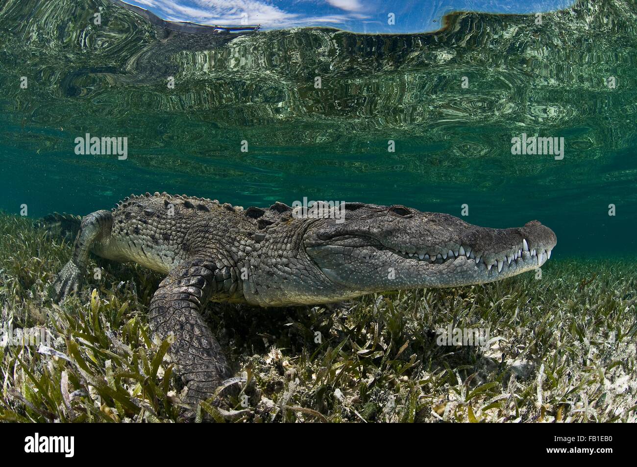 Vista lateral del submarino de cocodrilo sobre algas marinas en aguas poco profundas, el Atolón de Chinchorro, Quintana Roo, México. Foto de stock