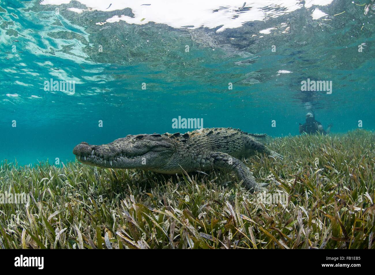Vista submarina de cocodrilo sobre algas marinas en aguas poco profundas, el Atolón de Chinchorro, Quintana Roo, México. Foto de stock