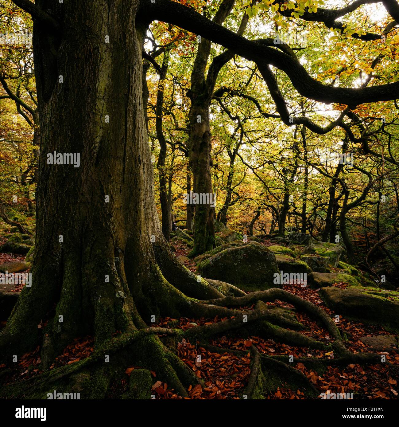 Gran Árbol con raíces expuestas, Padley Gorge, Peak District, Derbyshire, Inglaterra, Reino Unido. Foto de stock
