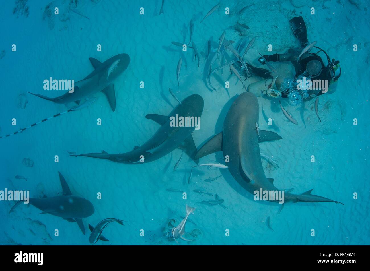 Un dive master mano alimenta tiburones toro durante la migración invernal del tiburón, Playa del Carmen, México Foto de stock