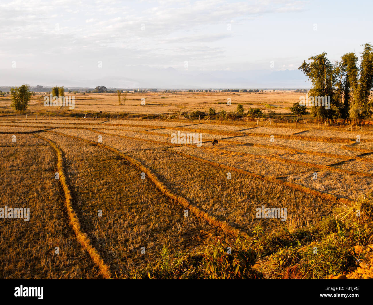 Los campos de arroz después de la cosecha de la temporada en Putao Foto de stock