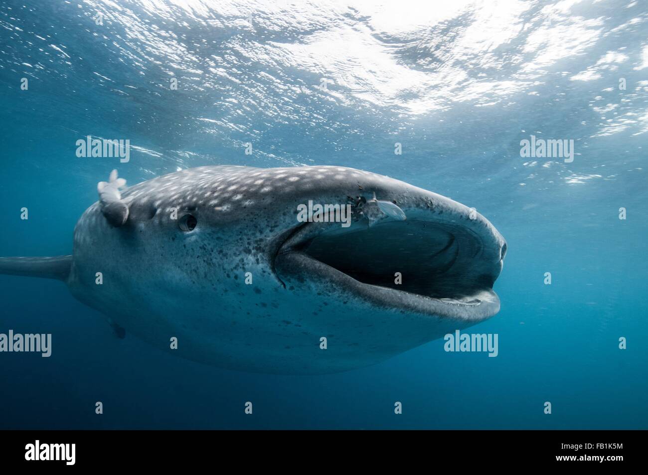 Vista frontal del submarino de alimentación del tiburón ballena, con la boca abierta, Isla Mujeres, México Foto de stock
