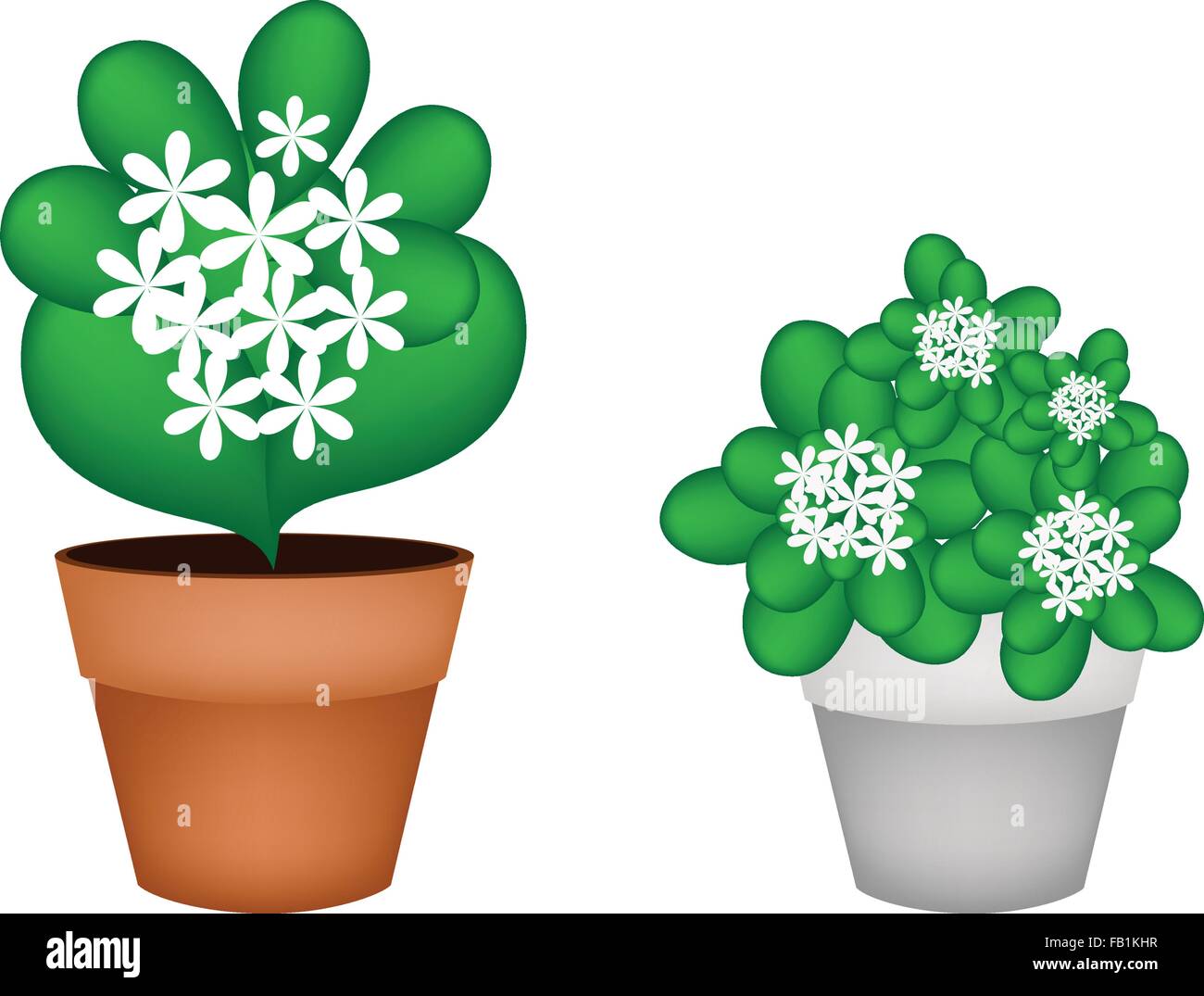 Plantas de jazmín en maceta Imágenes vectoriales de stock - Alamy